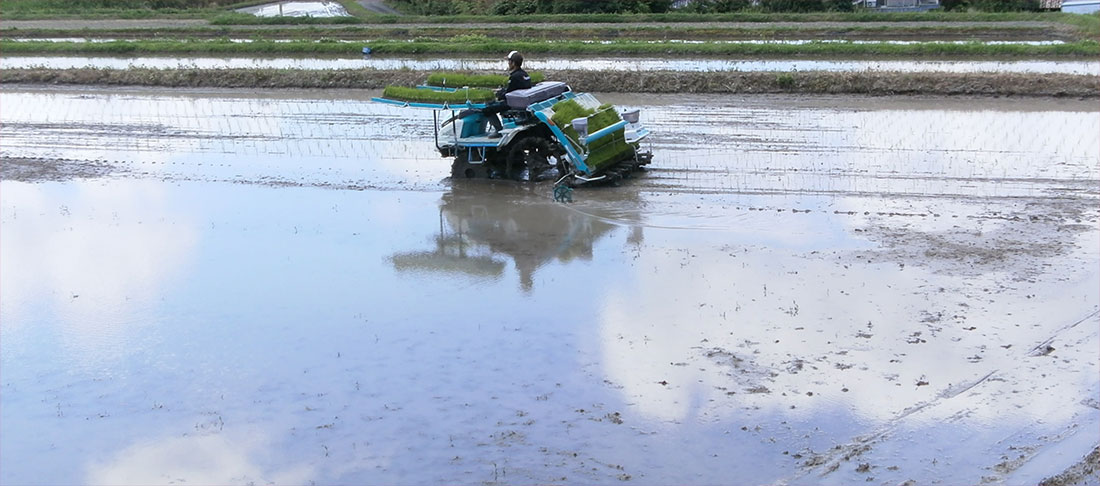 神戸産米粉　神戸米っこ物語　田植え