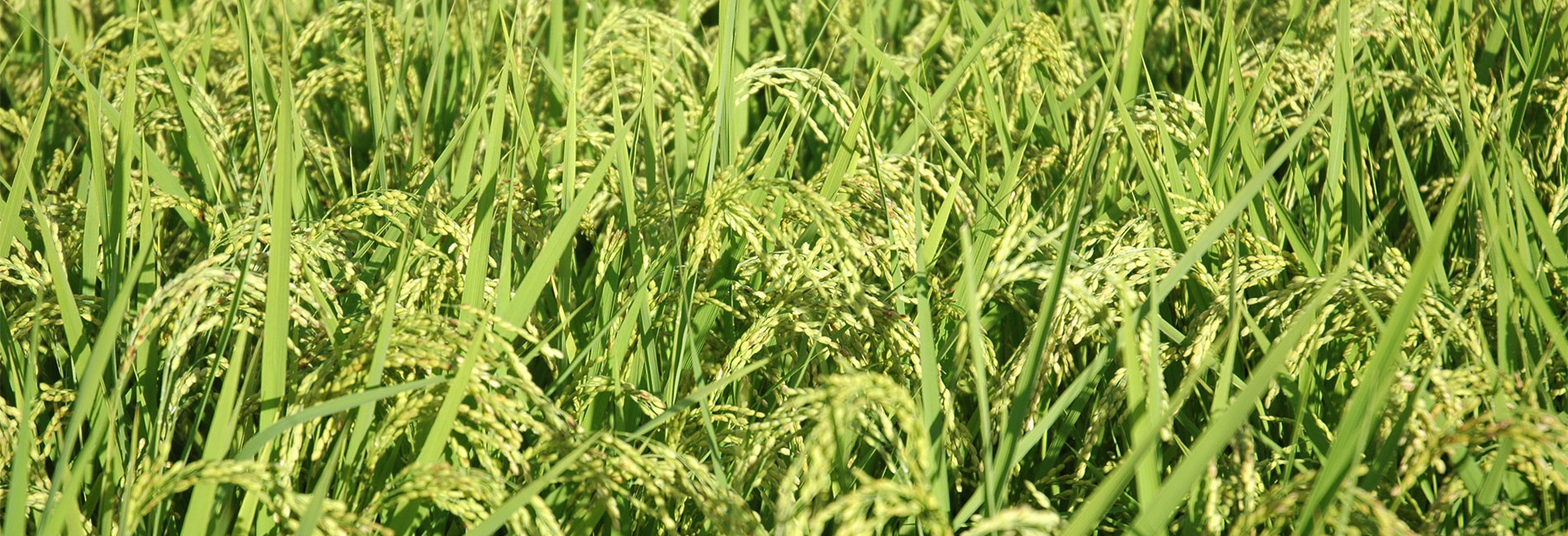 神戸産米粉　神戸米っこ物語